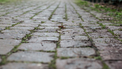 Obraz premium closeup of vintage cobblestone in the street 