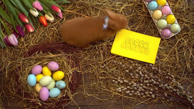 Fluffy rabbit easter celebration traditional symbol concept top view smelling greeting card