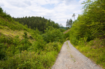 Fototapeta na wymiar Trail into a beautiful mountain forest