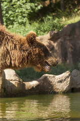Portrait of adult Kamchatka Brown Bear at mountain forest. Photos taken from profile. Rocky background.