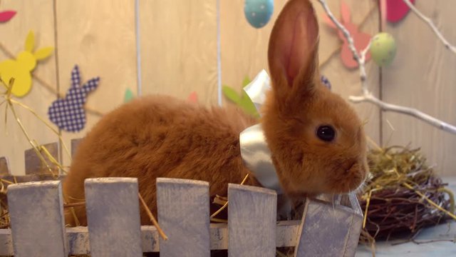 Fluffy rabbit easter celebration traditional symbol concept sitting in a wooden box looking camera