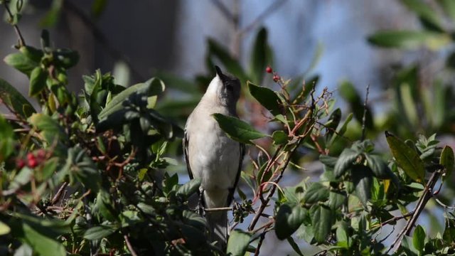 HD Video of one mockingbird foraging for berries, perched in bush. They are best known for the habit of some species mimicking the songs of other birds and the sounds of insects and amphibians