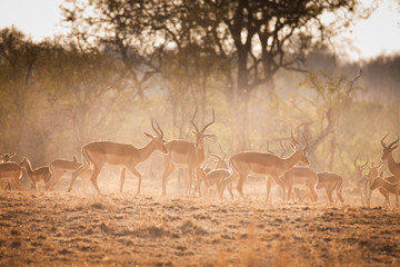 Antilopenherde in Südafrika