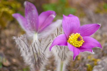 Fototapeta premium Blooming purple Pulsatilla grandis pasque flower.