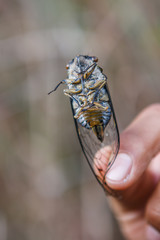 Huge insect (cicada) held between fingers, Inca trail, Peru