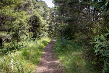Obraz premium New Zealand Bush Trek 