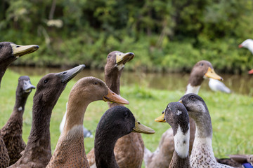 Duck Flock Waiting To Be Feed 