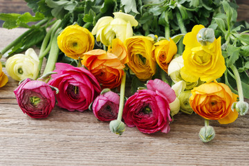 Colorful persian buttercup flowers (ranunculus) on wooden background