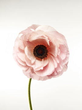 Close-up of pink poppy flower on white background
