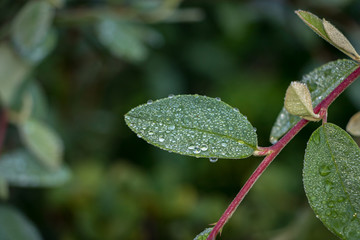 Water Droplets In Garden 