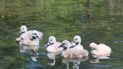 Schwanenfamilie in einem kleinen See
