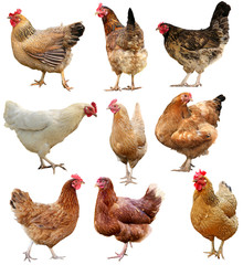 Set of chicken isolated on white.