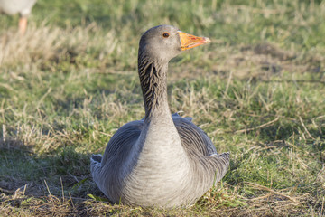 Greylag Goose