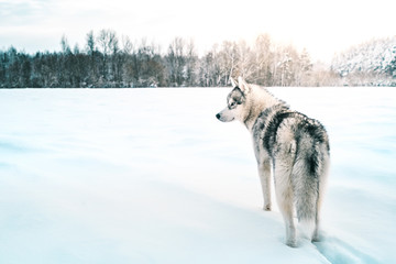 Husky © Егор Фомин