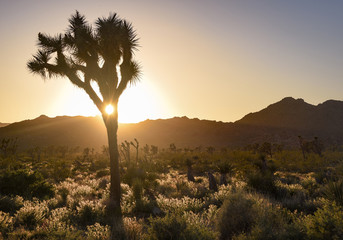 Joshua Tree Sunset Madalion 