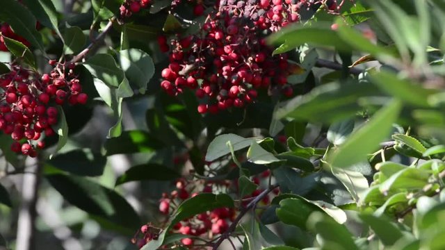 HD Video of one mockingbird foraging for berries, perched in bush. They are best known for the habit of some species mimicking the songs of other birds and the sounds of insects and amphibians