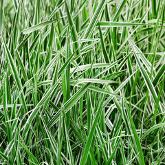 The ryegrass. Striped grass.