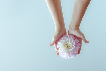 Female hands holding a delicate flower on a blue background. Concept of psychology of relationship.