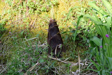 草むらのタケノコ