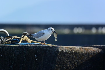 大魚を咥えた、ユリカモメ
