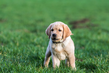 Labrador