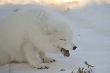 Obraz na płótnie Canvas Arctic Fox