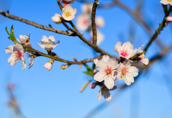 Beautiful brunch of almond tree flowers in nature