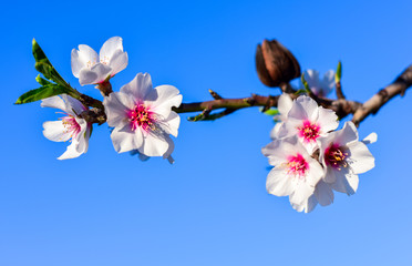 Beautiful brunch of almond tree flowers in nature