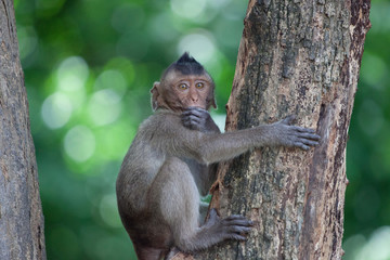 可愛いサル