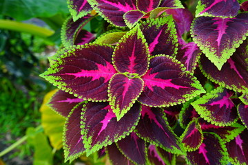 Red and green leaves of the coleus plant, Plectranthus scutellarioides