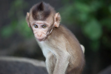 可愛いサル