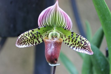 purple, green, and white slipper orchids