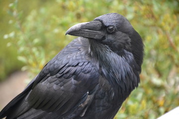 The Watchful Raven