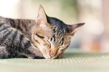 Cute cat sleeping on the mat