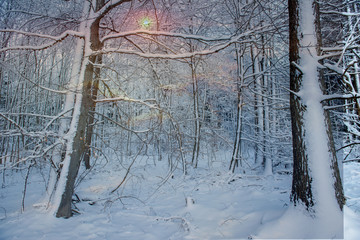 Winterwald mit Sonnenstrahlen