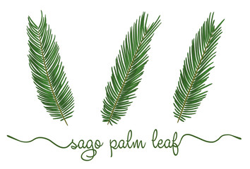 Naklejka premium Leaves of sago palm elements set. Botany hand drawn graphic illustration. Collection of sagu foliage on a white background