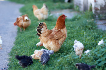 Free range chickens roam the yard on a farm. Chickens on traditional free range poultry farm. Livestock, Rural life/Rooster and chickens on the farm

