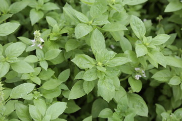 fondo plantas verdes