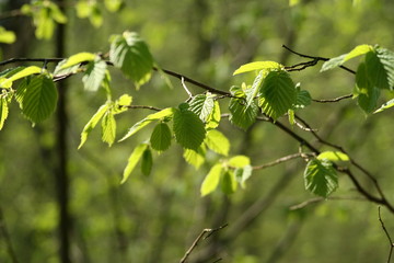 wiosenna brzoza © Lukasz