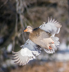 Isolated Female Mallard Flying