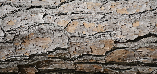 Pine tree bark with rough cracked dry surface. Neutral gray and brown textured background with cracks and lines.