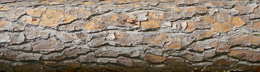 Pine tree bark with rough cracked dry surface. Neutral gray and brown textured background with cracks and lines.