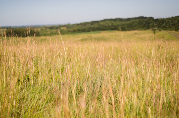 Great background of tall grass.