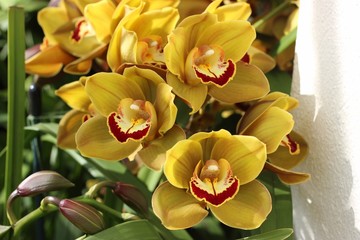 pretty yellow and red cymbidium orchids