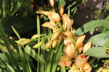 pretty yellow and red cymbidium orchids
