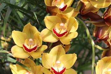 pretty yellow and red cymbidium orchids
