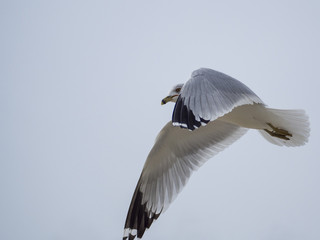 seagull in flight