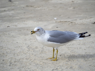 seagull call