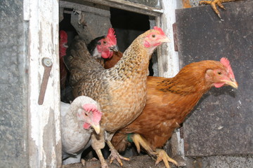 hühner