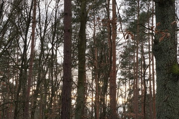 Waldlandschaft im Winter